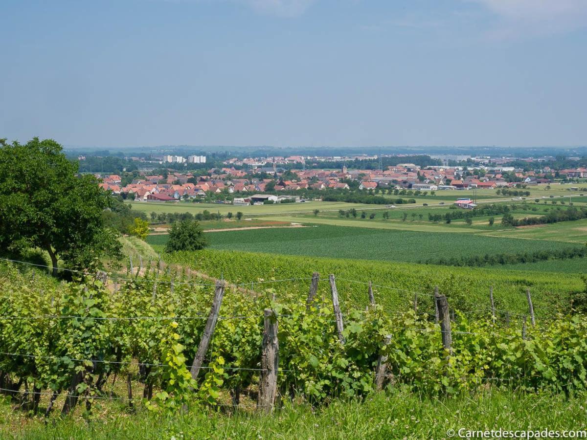 Coeur D'alsace Colmar Vignobles Ouest Avec Terrasses