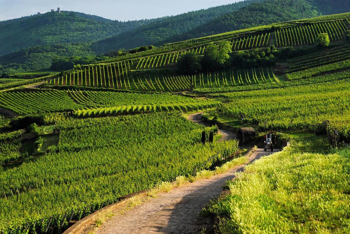 Coeur D'alsace Colmar Vignobles Ouest Avec Terrasses * Wintzenheim